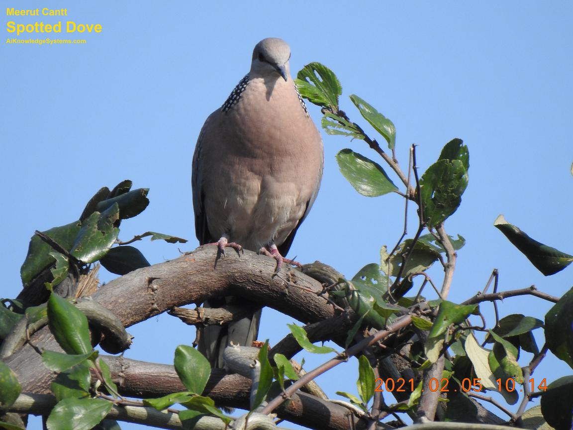 Dove Spotted (47) Coming Soon